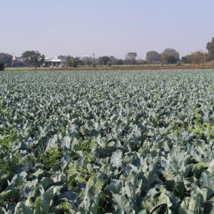 Cauliflower Field