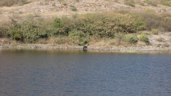 Stock Photo of Distant View of Wild Boar drinking Water from lake in Jodhpur