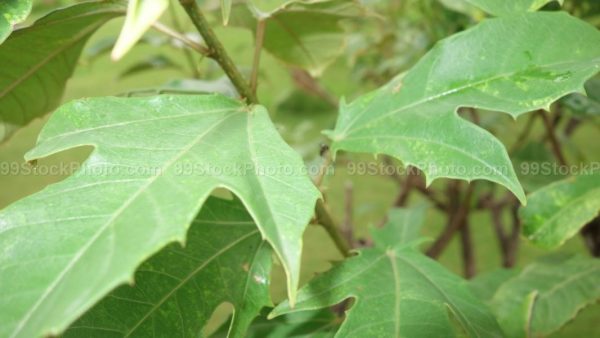 Stock Photo of Plant Leaf Close up